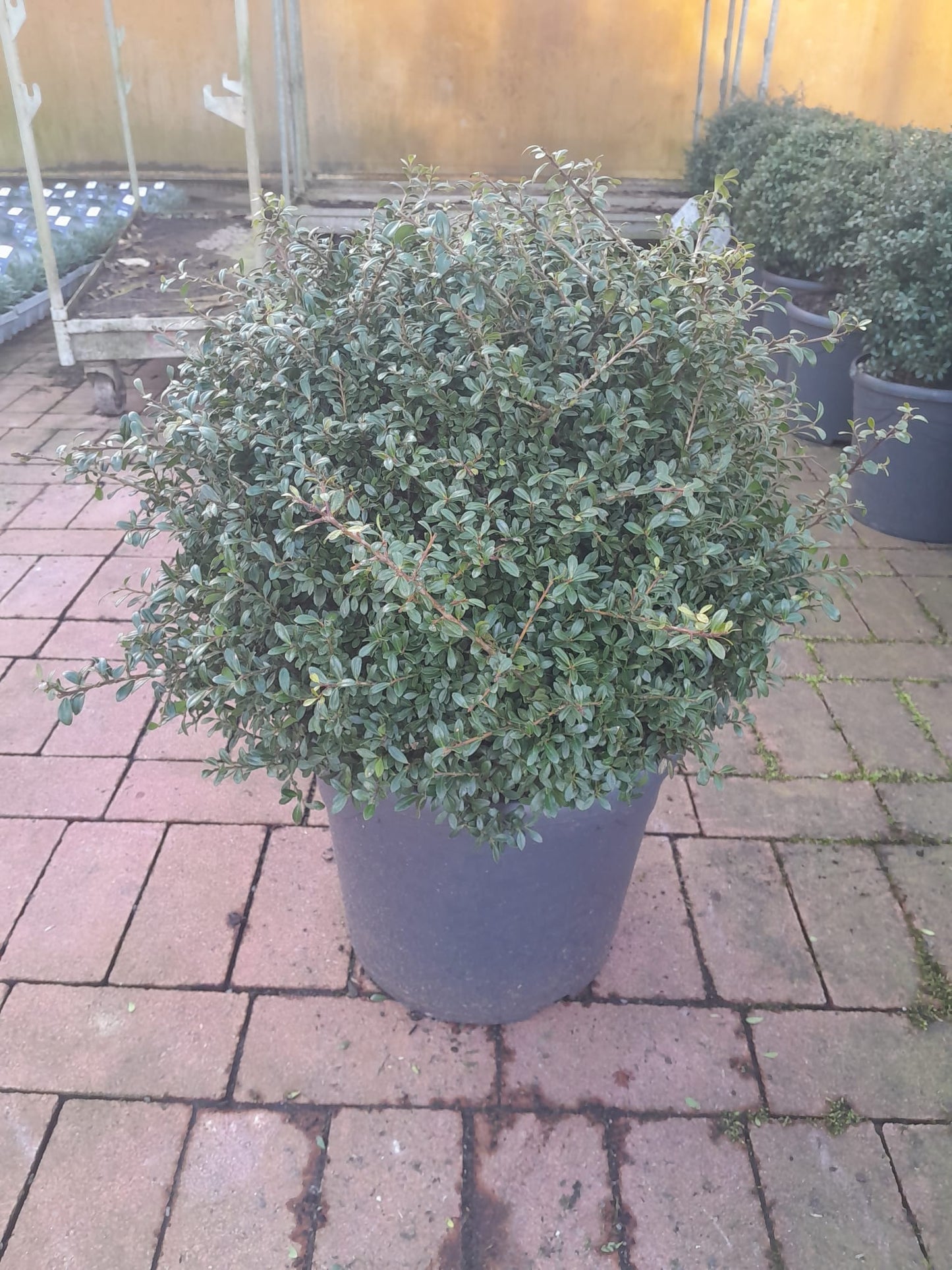 Ilex crenata 'Green Glory'  Kugel  40 cm Ø - Stechpalme Heckenpflanzen - Idealer Buchsbaum-Ersatz