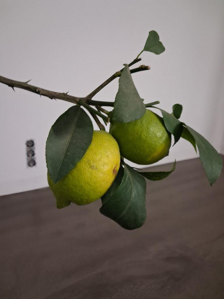 Citrus limon Femminello Siracusano – Zitronenbaum 120–160 cm, robuste echte Zitrone, mediterrane Kübelpflanze