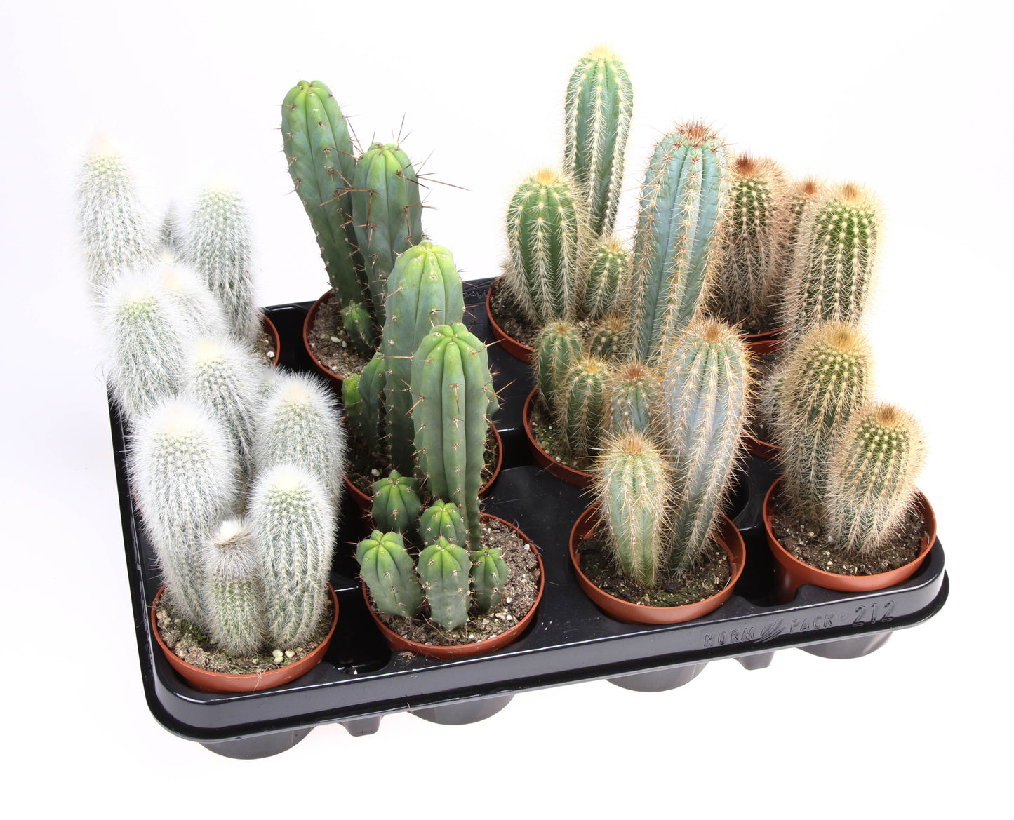 Kakteen Set - 9 bis 25 cm - Cactus - Mammillaria - Zimmerpflanze