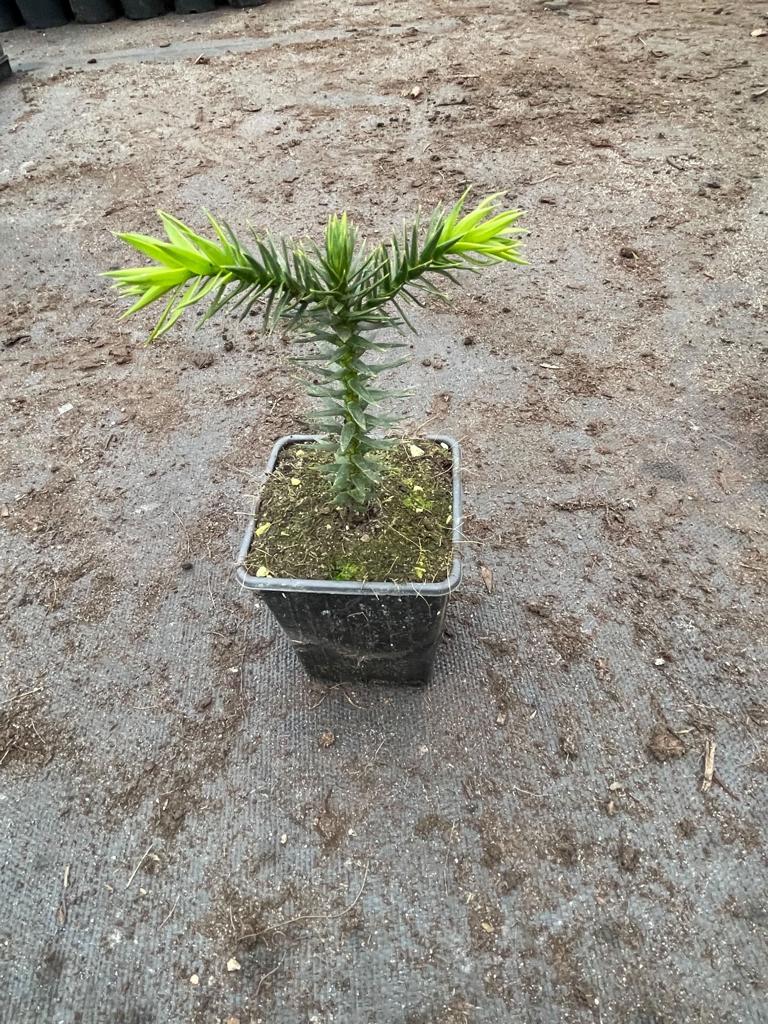 Chilská okrasná jedle cca. 40 cm - Jedle andská - Araucaria araucana - Hadí strom - Šupinatá jedle - Opičí ocas
