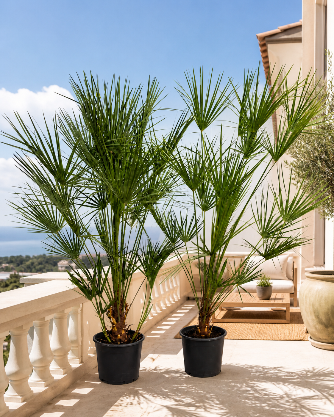2 Stück Zwergpalme 160–200 cm – Chamaerops humilis | Winterharte Europäische Fächerpalme für Garten & Terrasse