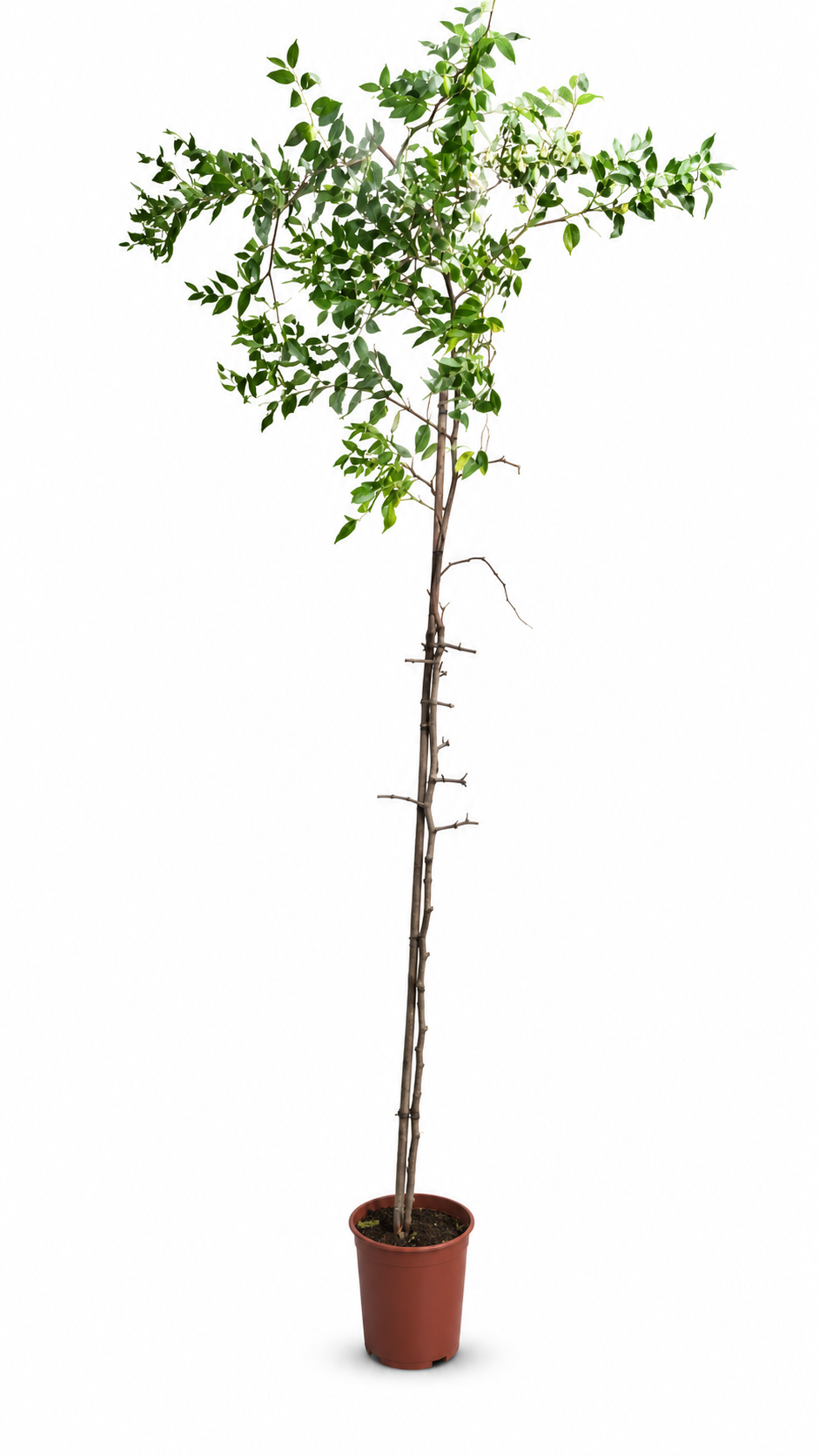 Ziziphus jujuba Größe L 180–200 cm – Chinesische Dattel, winterharter Jujube-Obstbaum