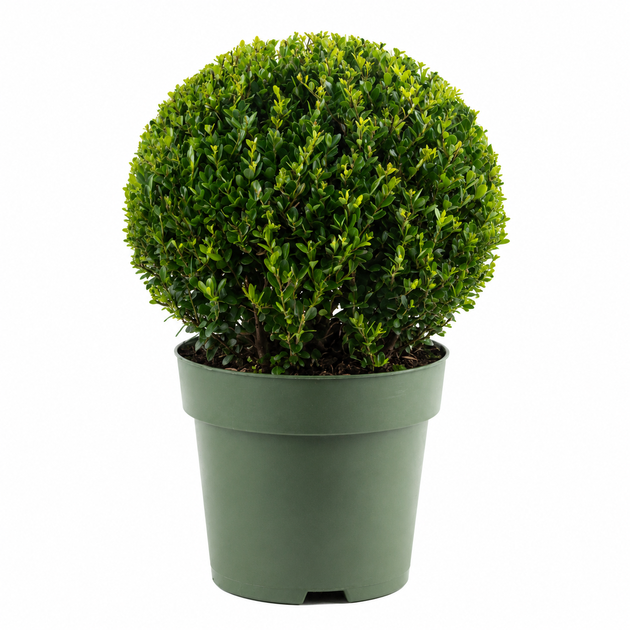 Ilex crenata 'Jenny Kugel' Ø 30–35 cm – Japanische Stechpalme Kugel | Buchsbaum-Ersatz | Immergrüne Heckenpflanze