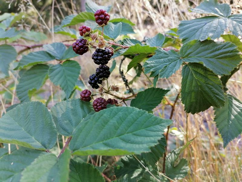 Rubus caesius ca. 60 cm Kratzbeere Rubus caesius Bereifte Brombeere Bockbeere Kroatzbeere oder Ackerbeere Entdecken Sie die robuste Brombeerart für Garten und Landschaft