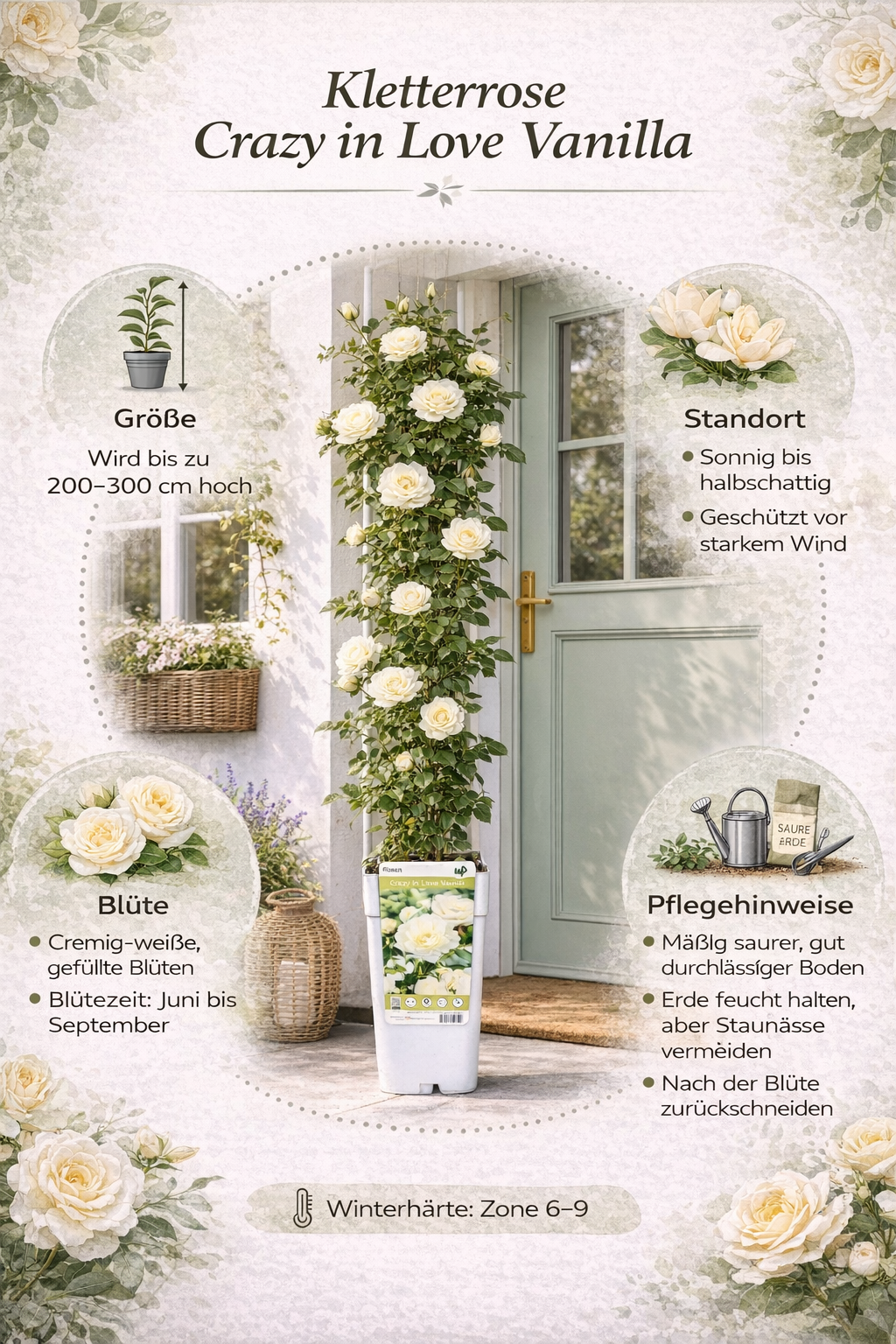 Kletterrose „Crazy in Love Vanille“ 50-70 cm Duftende Edelrose, öfterblühend, winterhart, Gartenrose, Rankrose