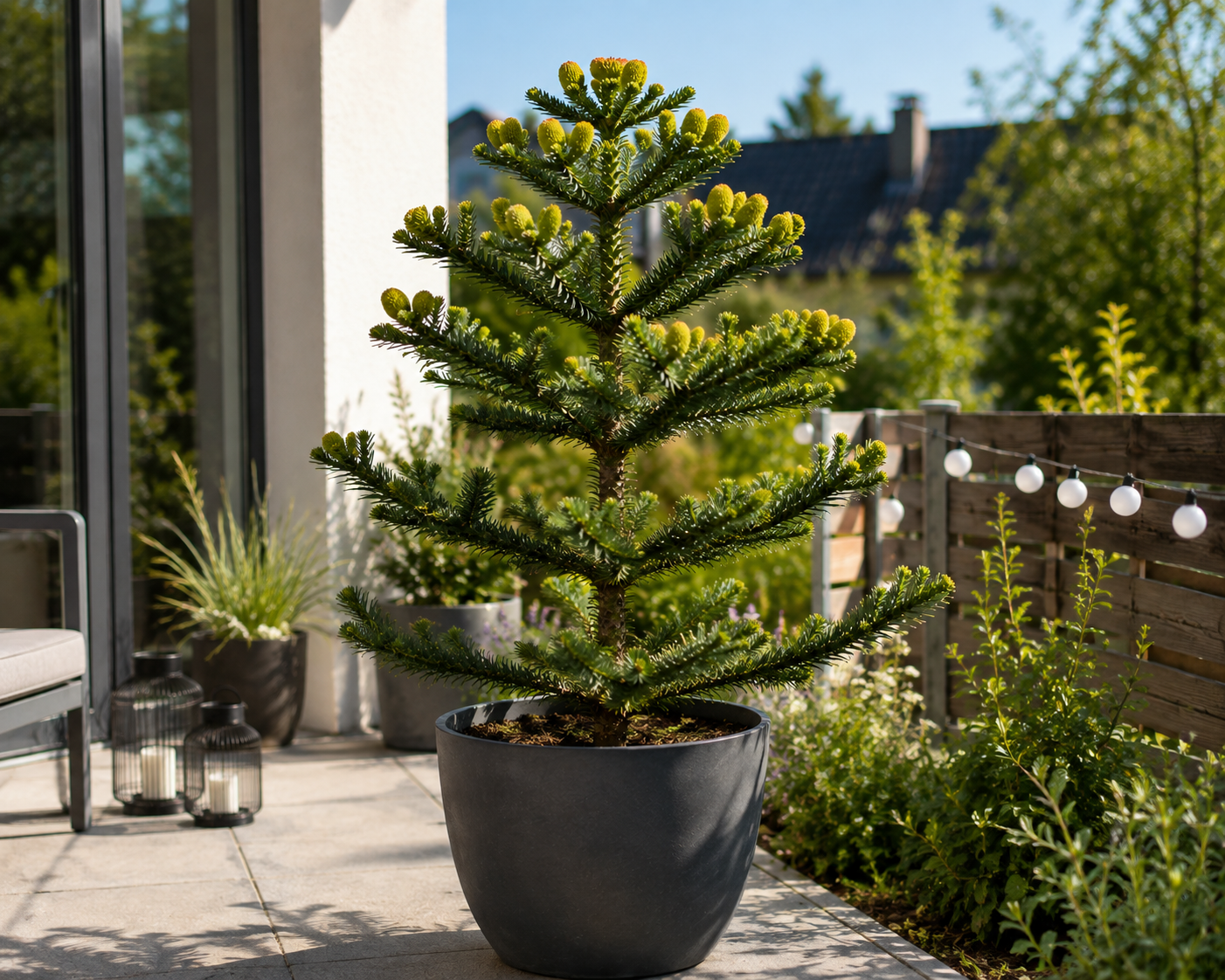 Araucaria araucana Andentanne 20–25 cm – Chilenische Schmucktanne und winterharter Affenschwanzbaum