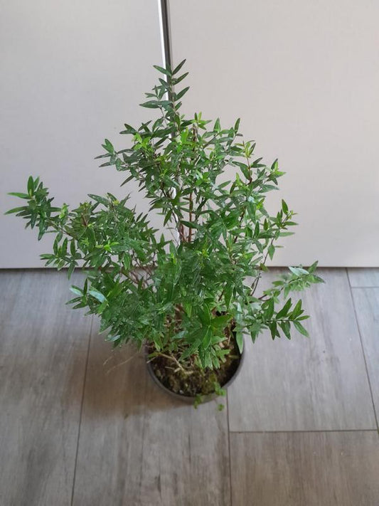 Sonderangebot Brautmyrte – Myrtus communis, ca. 50 cm – Jetzt günstig sichern!