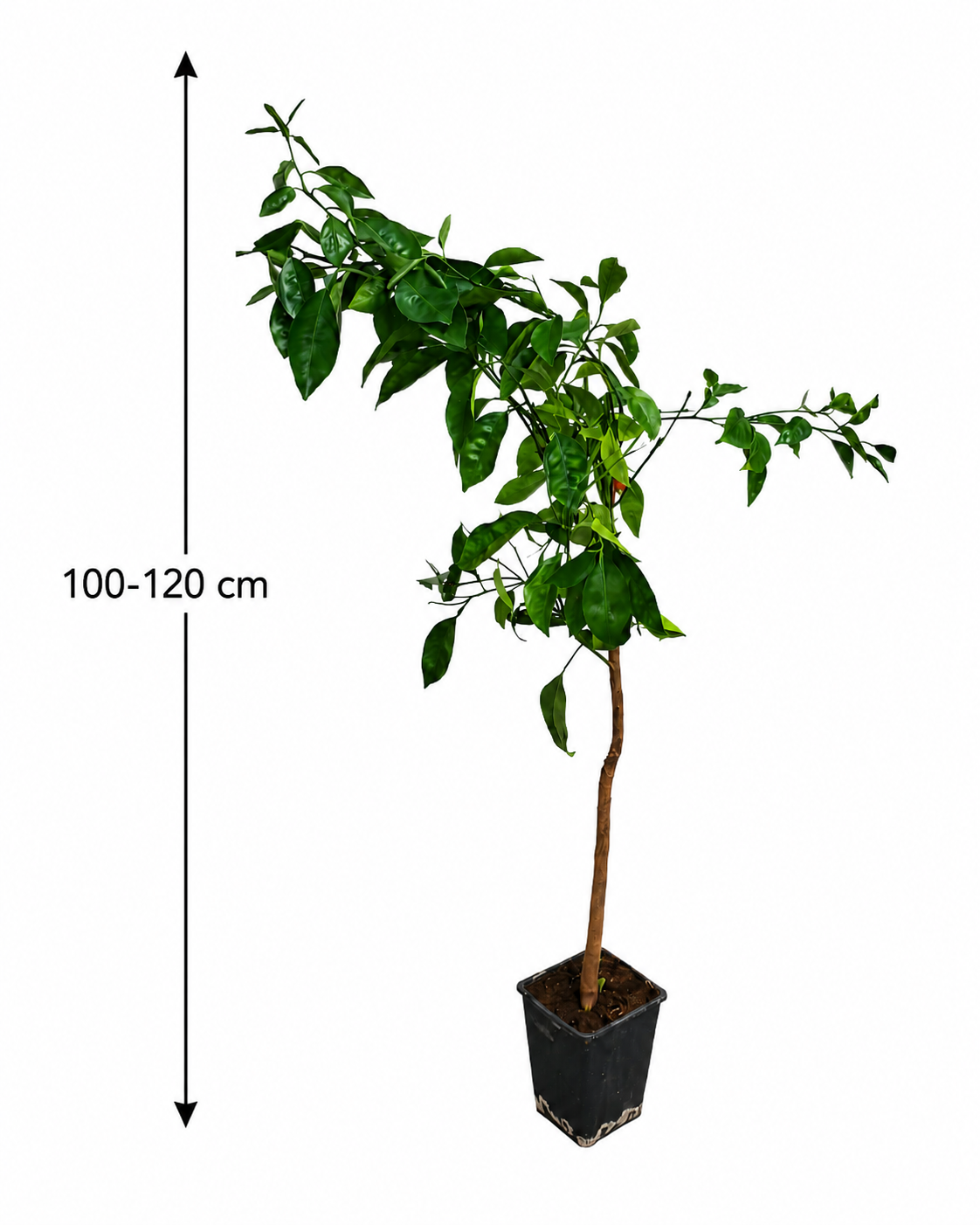 Brasilianische Orange (Citrus sinensis) – Arancio Brasiliano, 100-120 cm | Exotischer Orangenbaum für Zuhause