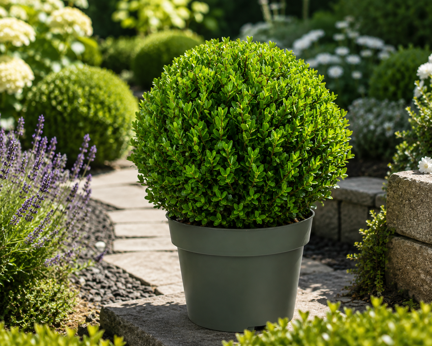 Ilex crenata 'Jenny Kugel' Ø 30–35 cm – Japanische Stechpalme Kugel | Buchsbaum-Ersatz | Immergrüne Heckenpflanze