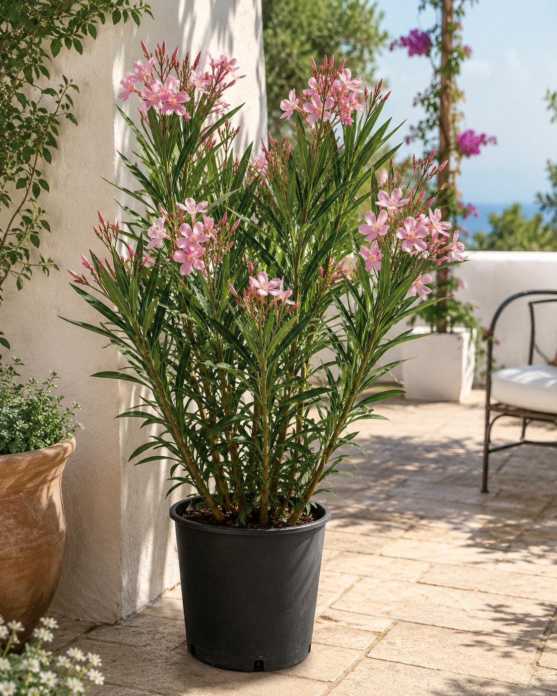 Nerium Oleander Salmone Semplice – Lachsfarbener Rosenlorbeer Oleander ca. 80 cm mediterrane Kübelpflanze