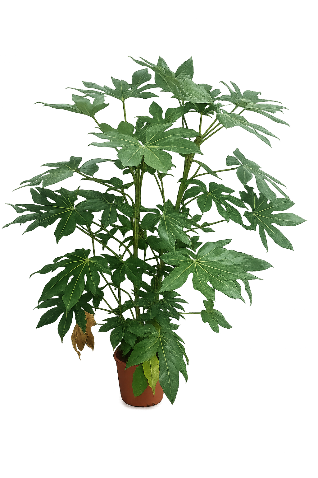 Zimmeraralie ca. 100 cm Fatsia japonica Zimmerpflanze