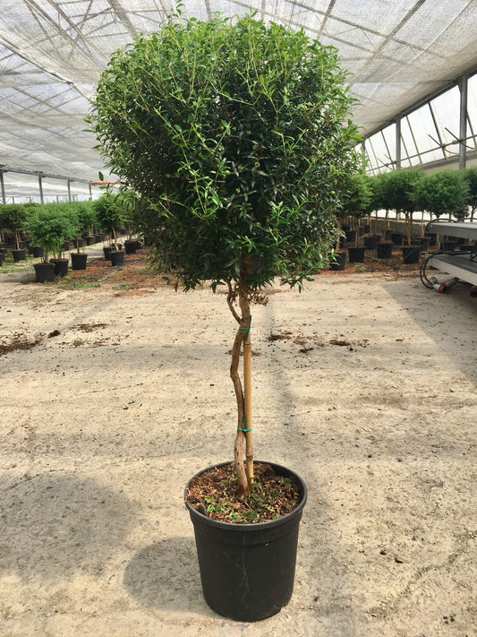 Myrtus stonek Myrtus communis - myrta svatební