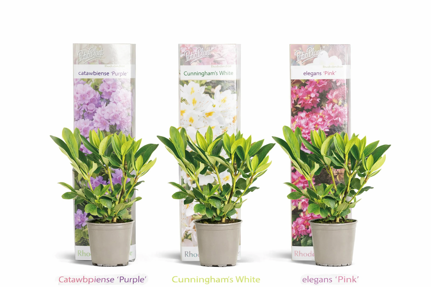 3er-Set Rhododendron / Alpenrose – Lila, Rosa & Weiß – Immergrüne winterharte Gartenpflanzen – Blühsträucher für Beet, Balkon & Kübel – Höhe inkl. Topf 15–20 cm
