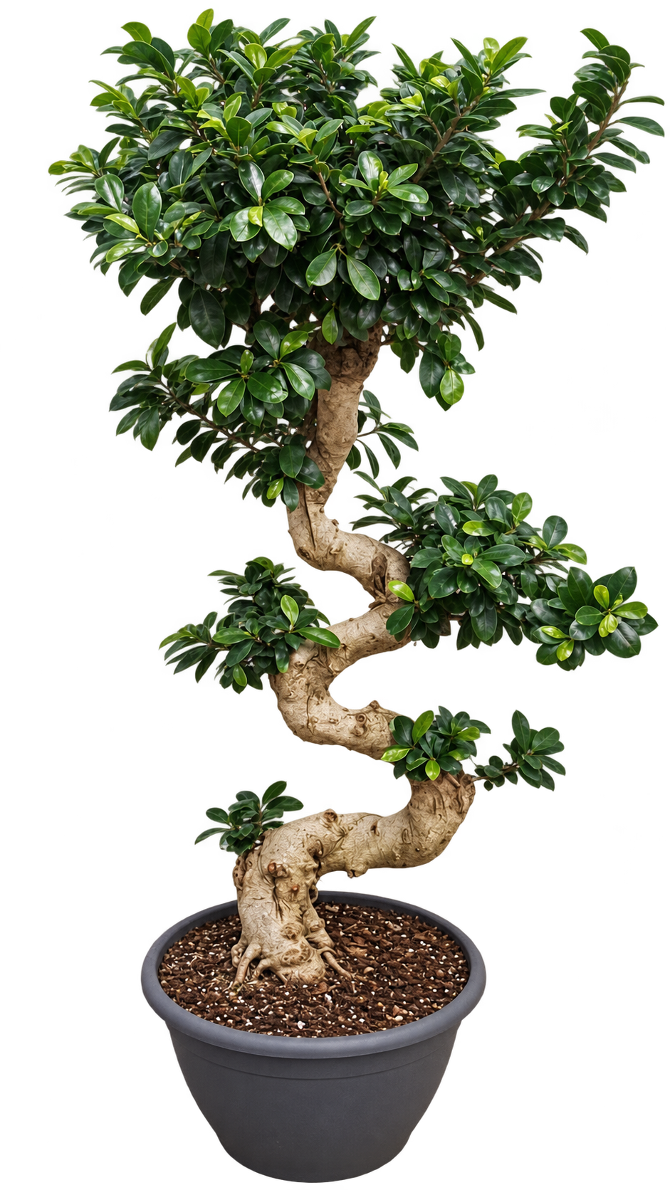 Ficus Ginseng in S-Form – Ficus microcarpa, Chinesische Feige, dekorative Zimmerpflanze – ca. 120 cm inkl. Topf