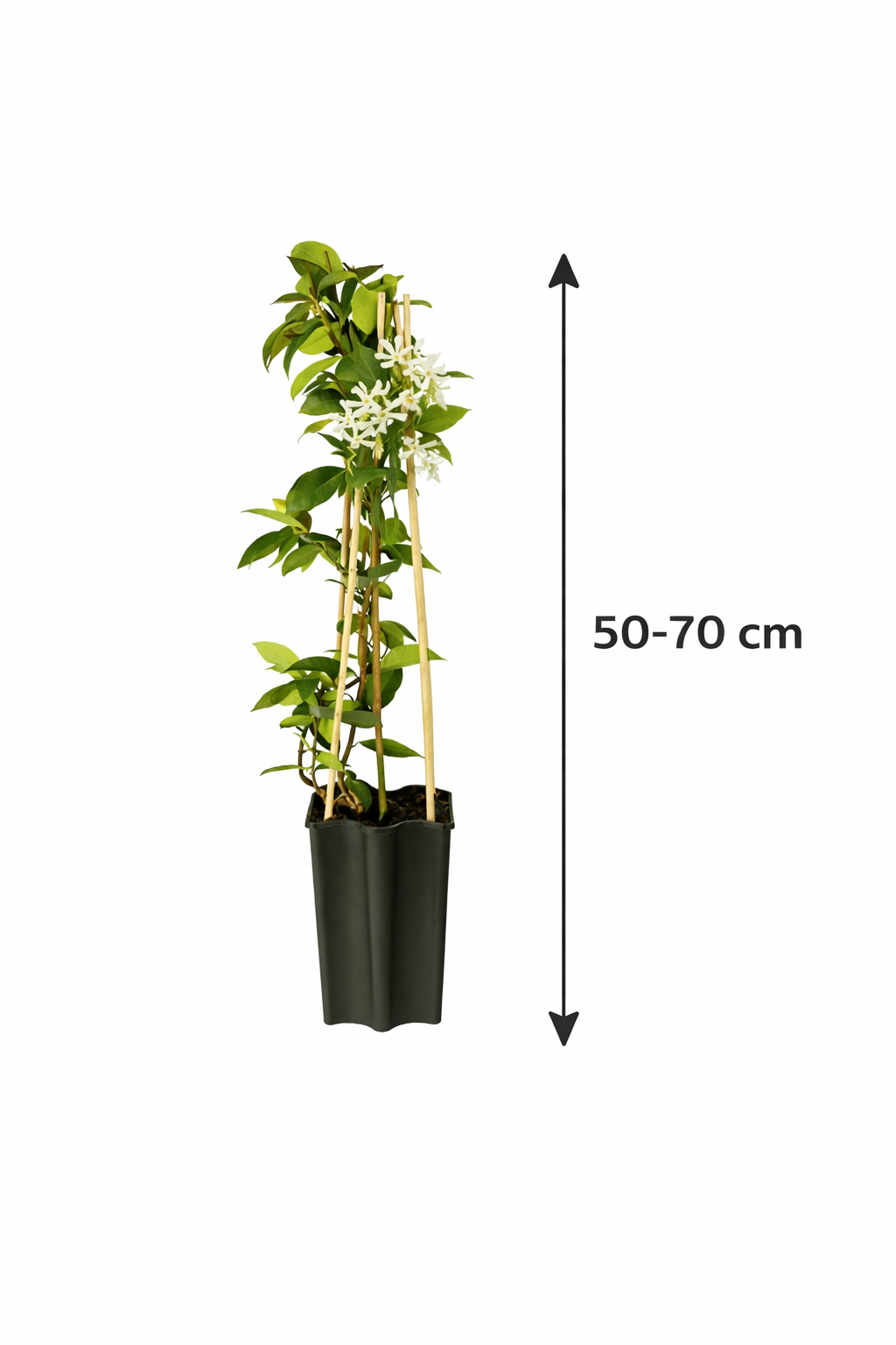 Jasmín obecný (Trachelospermum jasminoides) 50–70 cm – stálezelená, mrazuvzdorná a silně vonná rostlina | Voňavý jasmín, popínavá rostlina