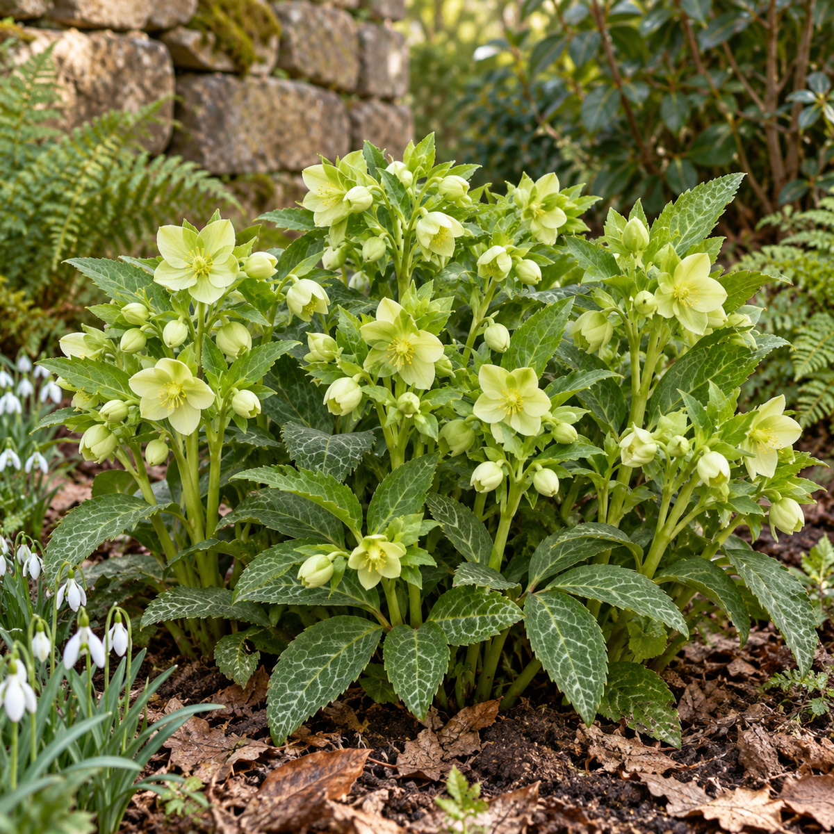 Helleborus lividus ‘White’ – Mallorquinische Nieswurz, weiß blühende Staude für Terrasse & Kübel – 15–20 cm inkl. Topf