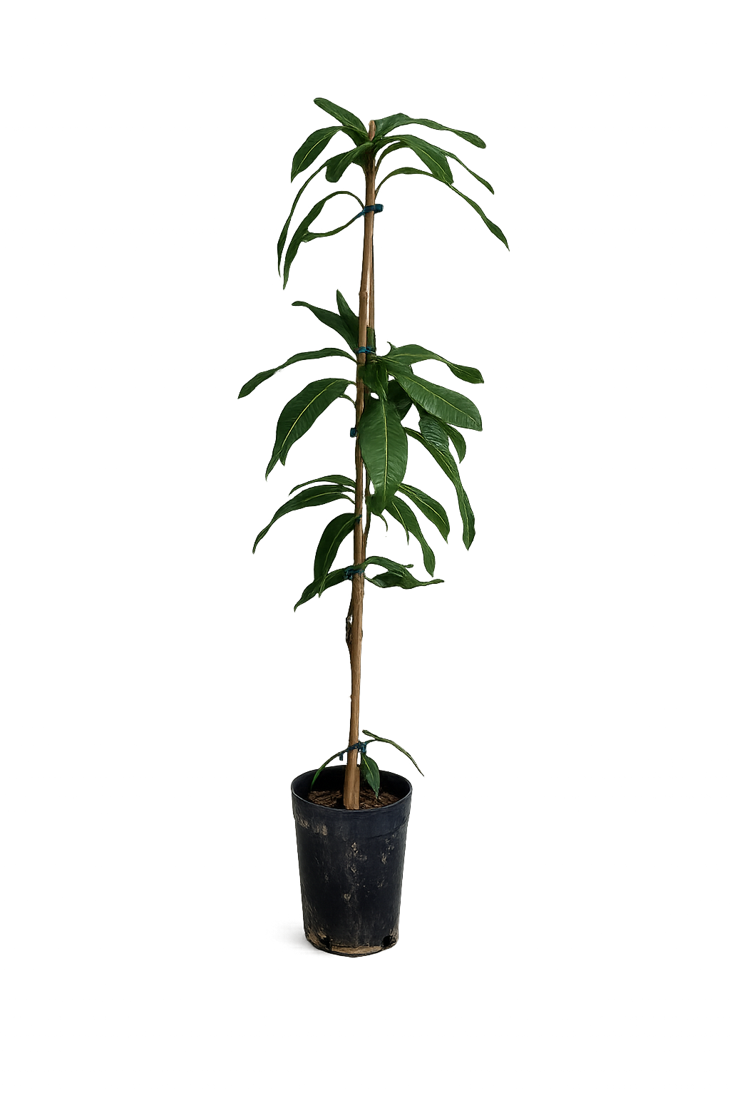 Mango-Pflanze „Tommy Atkins“ (Mangifera indica) – veredelt, ca. 140–180 cm inkl. Topf | Exotischer Obstbaum für Garten & Wintergarten