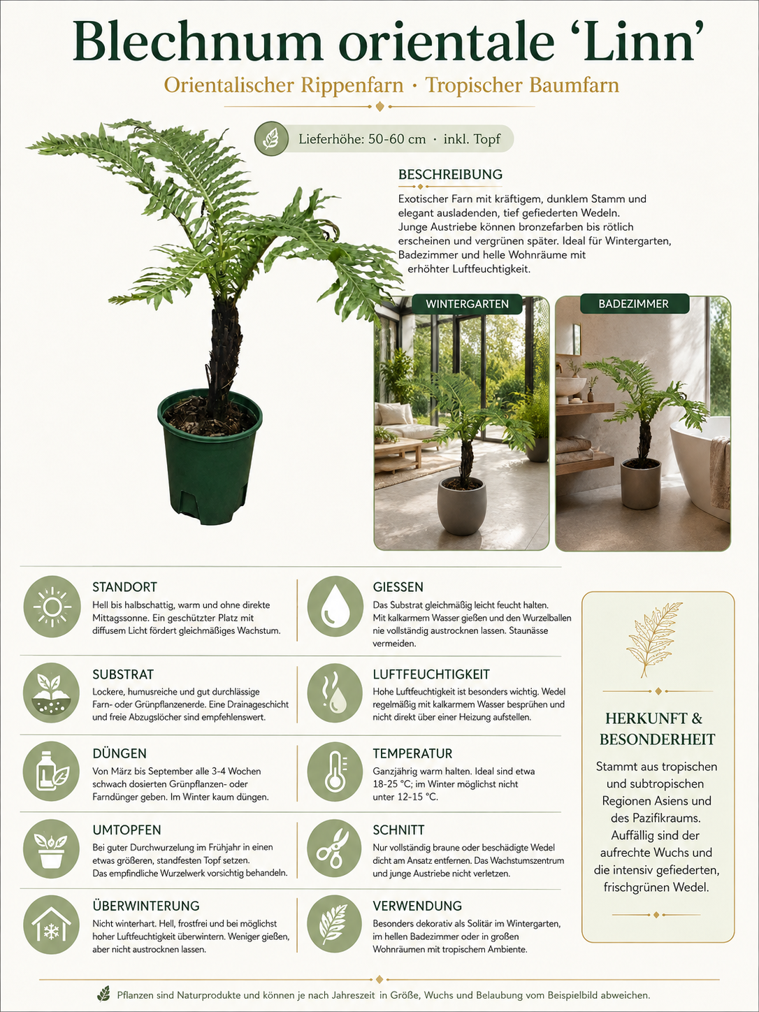 Blechnum orientale Linn 50–60 cm mit Stamm – Orientalischer Rippenfarn, tropischer Baumfarn für Zimmer & Wintergarten