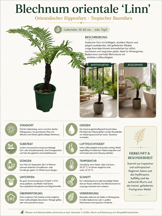 Blechnum orientale Linn 50–60 cm mit Stamm – Orientalischer Rippenfarn, tropischer Baumfarn für Zimmer & Wintergarten