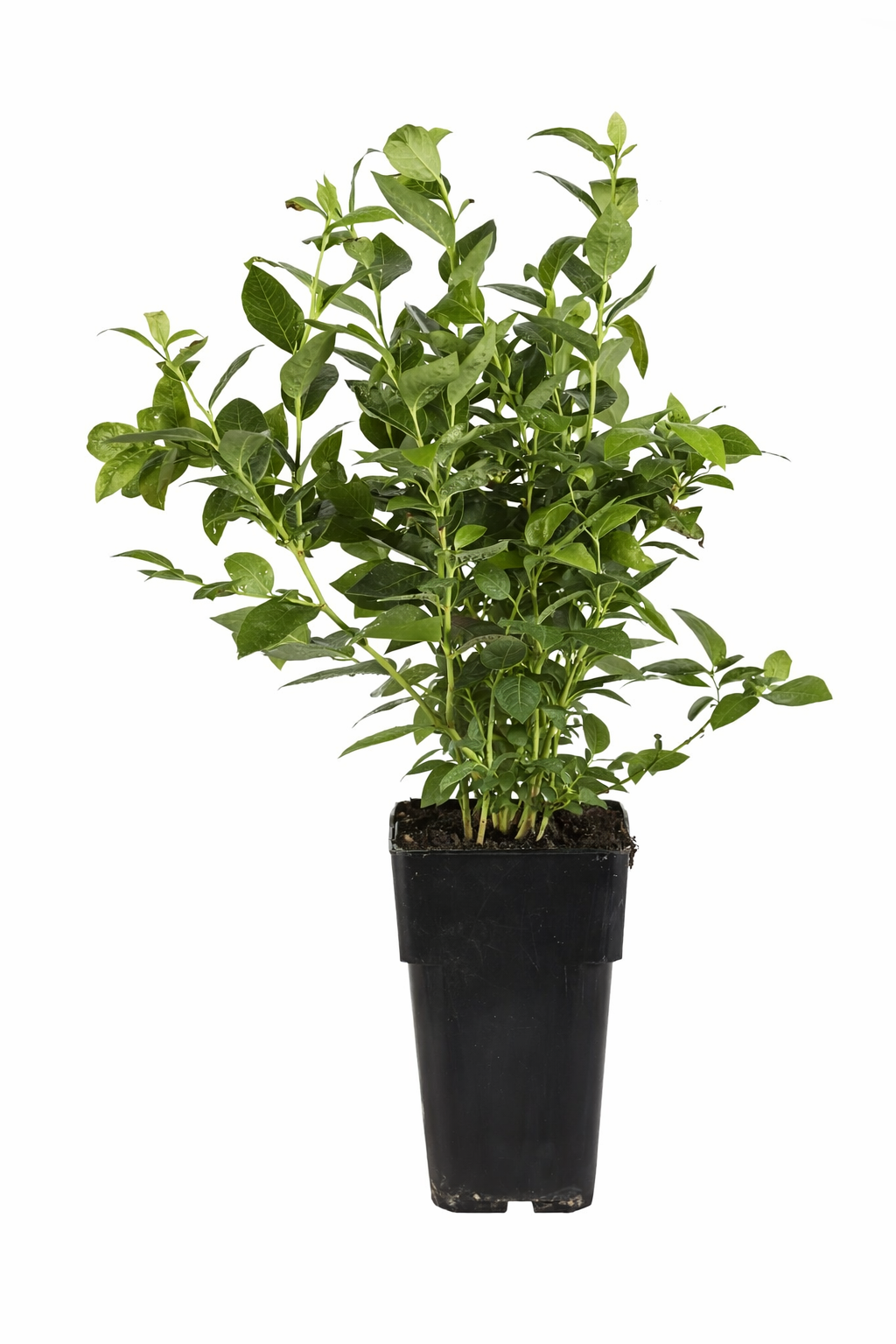 Borůvka Bluecrop cca. 30 cm - Vaccinium corymbosum bluecrop