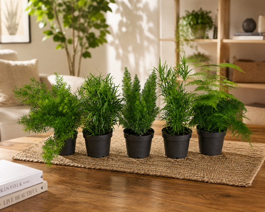 Asparagus Gemischt 5 Stück - Ca. 35 cm – Zierspargel, pflegeleicht, Zimmerpflanze