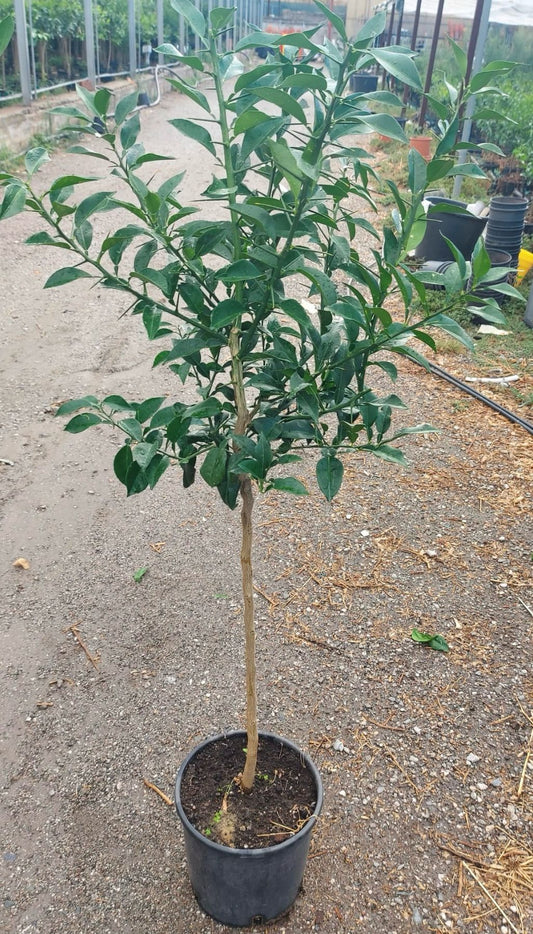 Citrus x junos - Yuzu 130-160 cm - Frostharte Zitrussorte bis -12°C - veredelt  / VERSANDKOSTENFREI