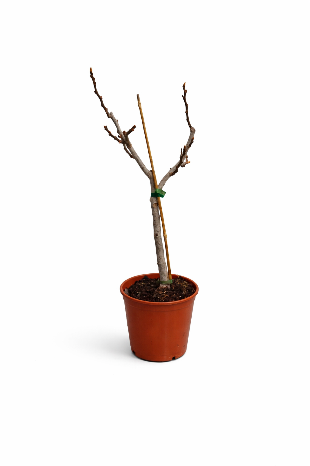 Feige Panache 70–100 cm – Ficus carica Helle Feige / Feigenbaum mit kräftigem Stamm – Mediterrane Kübelpflanze