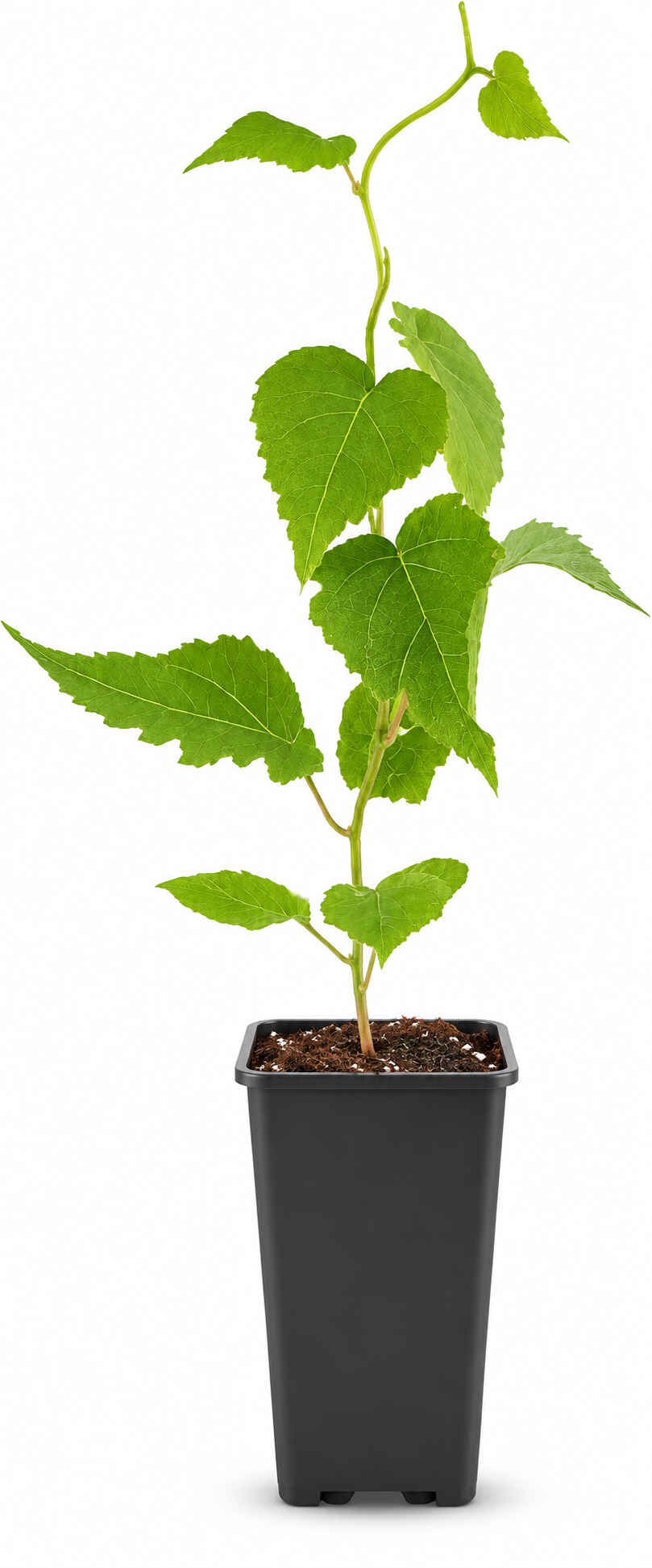 Kiwi ‘Hayward’ 50–70 cm – weibliche Kiwipflanze Actinidia deliciosa für Garten, Terrasse und Spalier