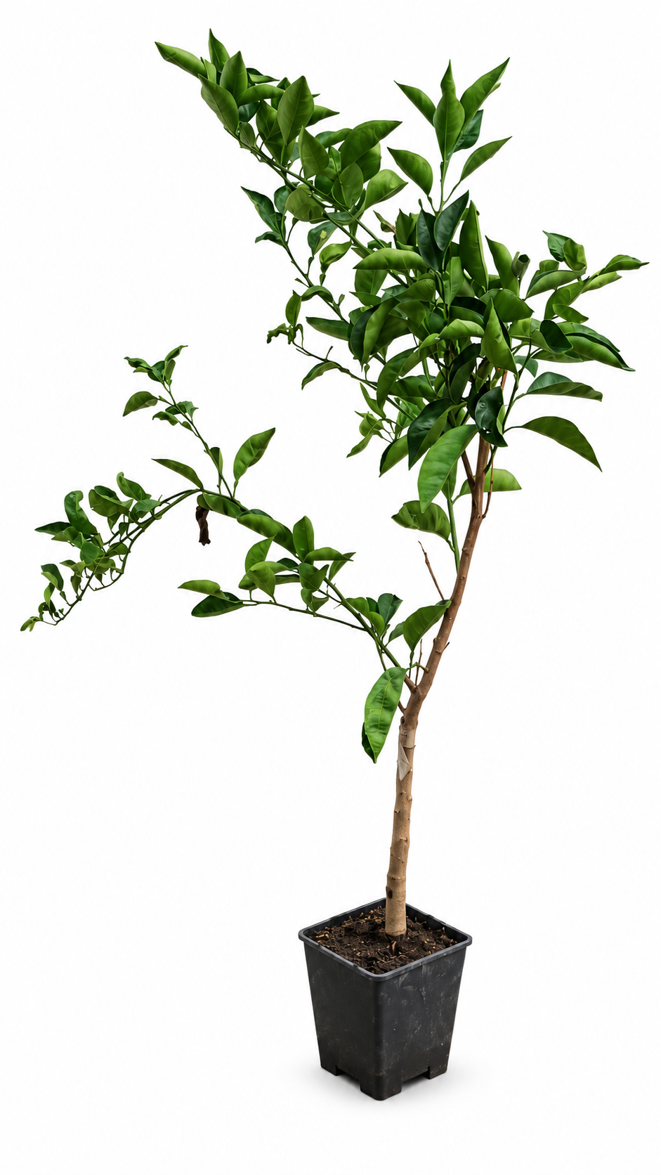 Tarocco Scirè Blutorange 100–120 cm – Citrus sinensis, sizilianischer Orangenbaum