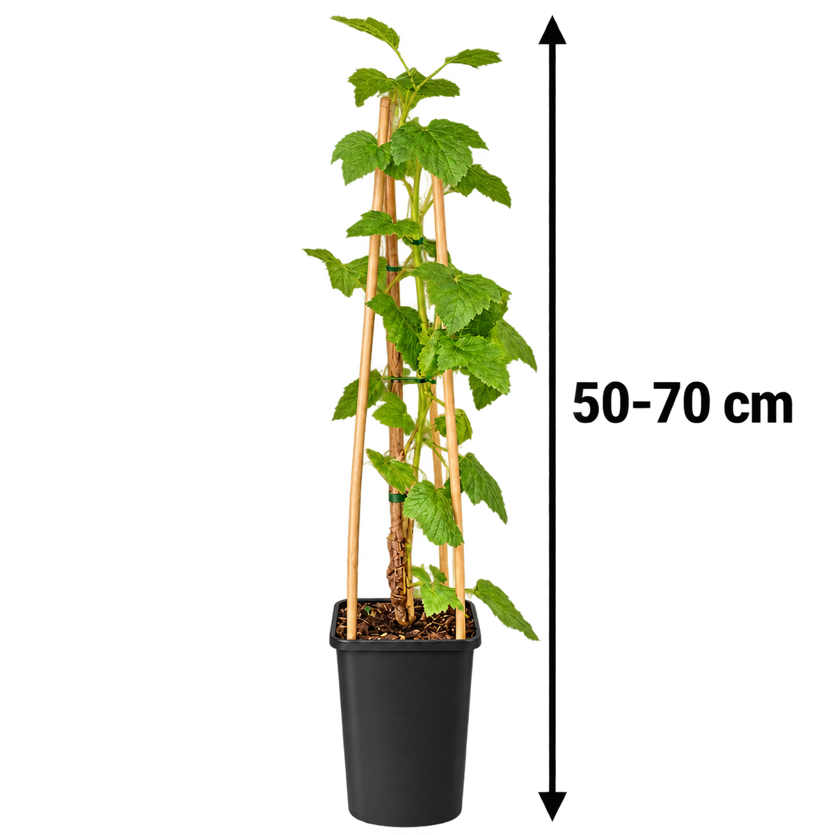 Schwarze Johannisbeere ‘Ben Sarek’ 50–70 cm – Ribes nigrum, kompakter winterharter Beerenstrauch für Garten & Kübel