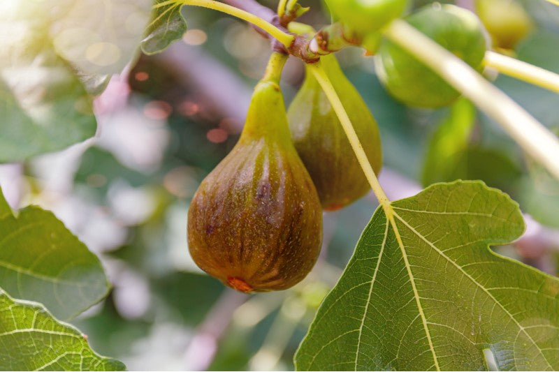 Feige 'Precoce de Dalmatie' 50-60 cm Ficus carica Precoce de Dalmatie - selbstfruchtend