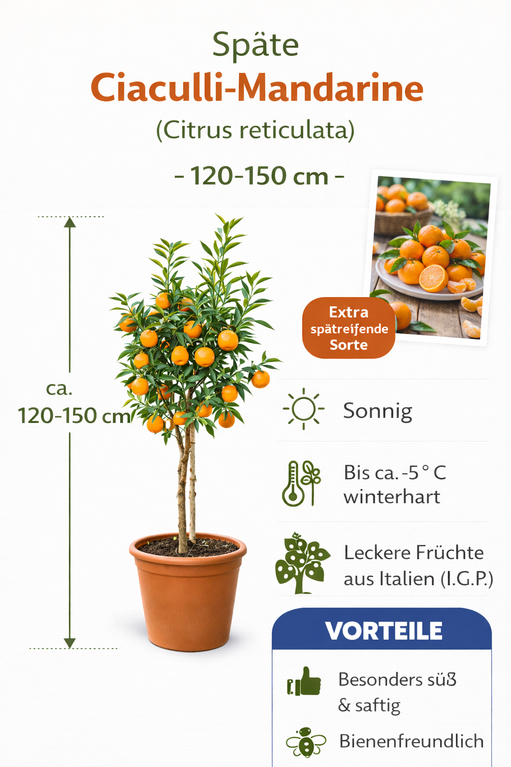 Pozdní mandarinky Ciaculli (Citrus reticulata) - 120-150 cm, sladkost ze Sicílie pro vaši zahradu