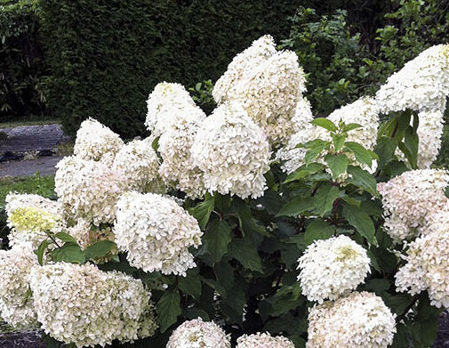 Hydrangea Paniculata 'Phantom' 5 L Topf 40-80 - Rispenhortensie - cremegelbe Rispenblüten