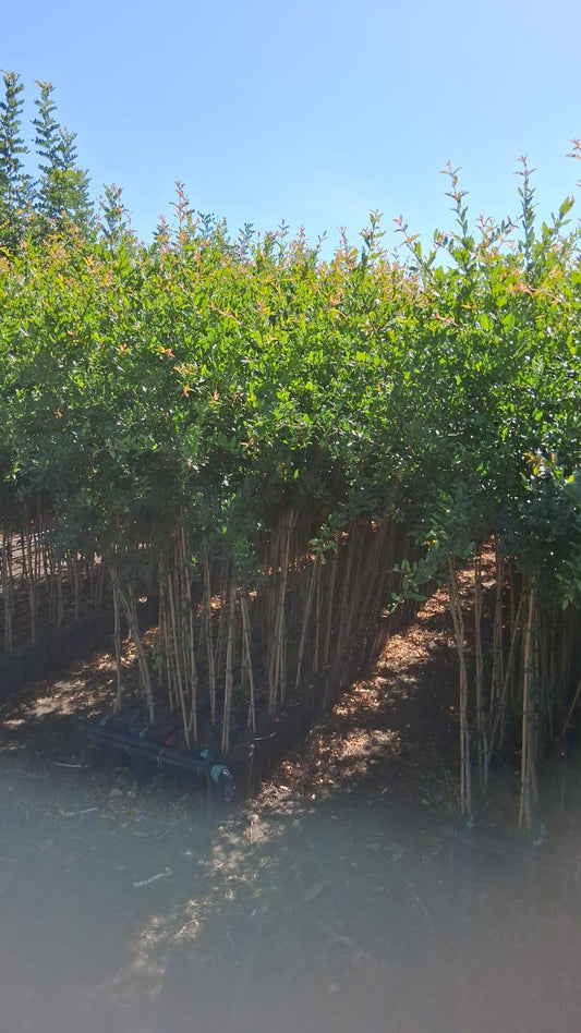 Granatapfelbaum „Horse’s tooth“ – Punica granatum | Echter Granatapfel, Zier- & Obstbaum 130–150 cm