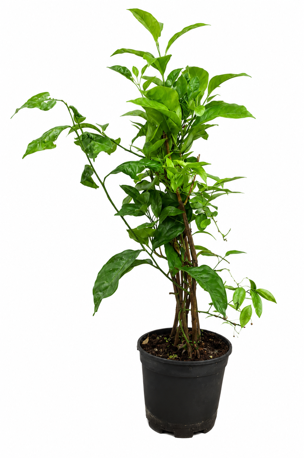 Amalfi Citrus Trio cca. 70 cm - Citron, kalamondin a kumquat na treláži / DOPRAVA ZDARMA