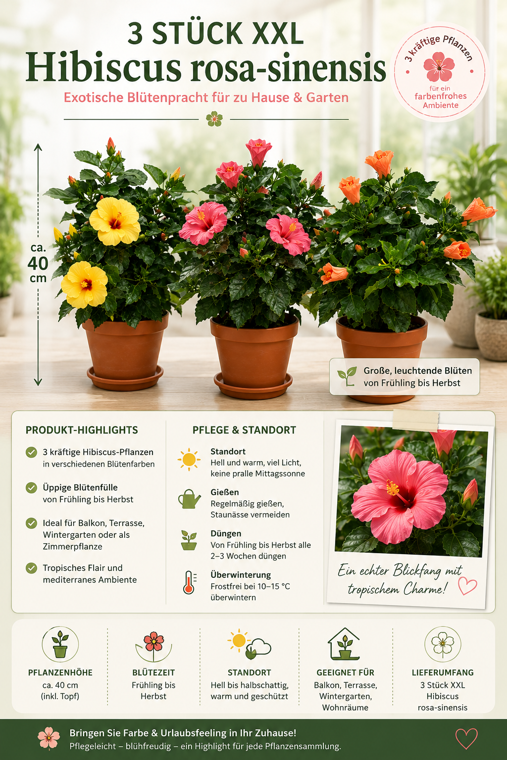 3 Stück Hibiscus rosa-sinensis XXL ca. 40 cm | Chinesischer Hibiskus | Zimmerhibiskus | Blühpflanze | Roseneibisch