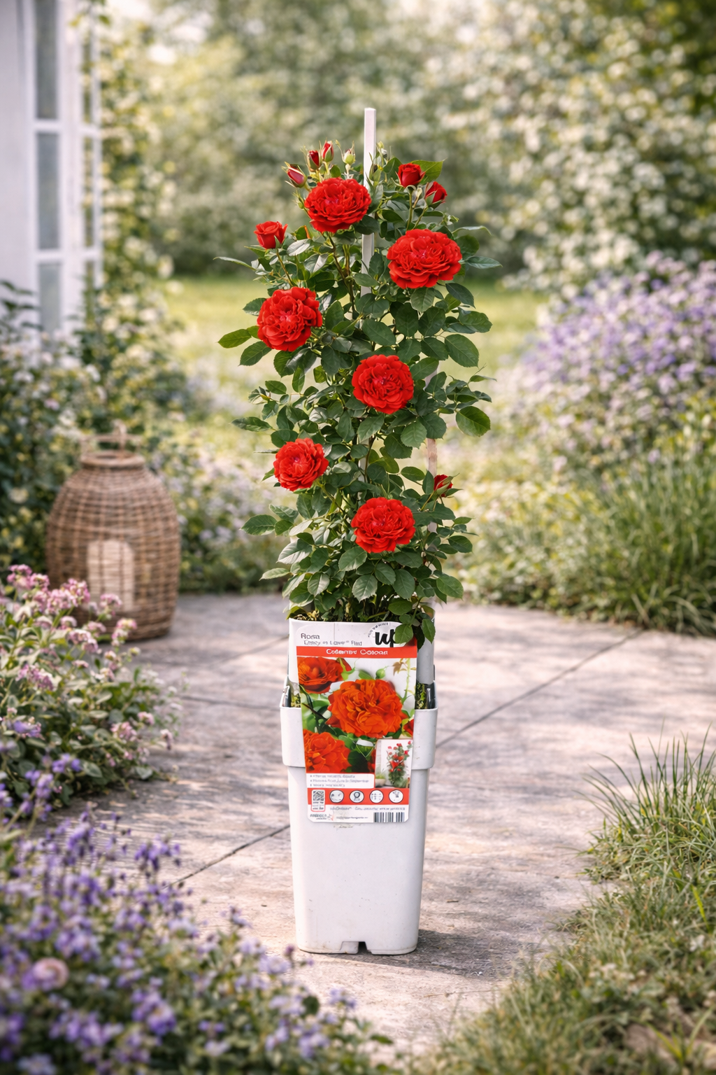 Kletterrose Crazy in Love Rot 50–70 cm – Duftrose, rote Gartenrose, winterhart, rankende Rose für Garten & Balkon