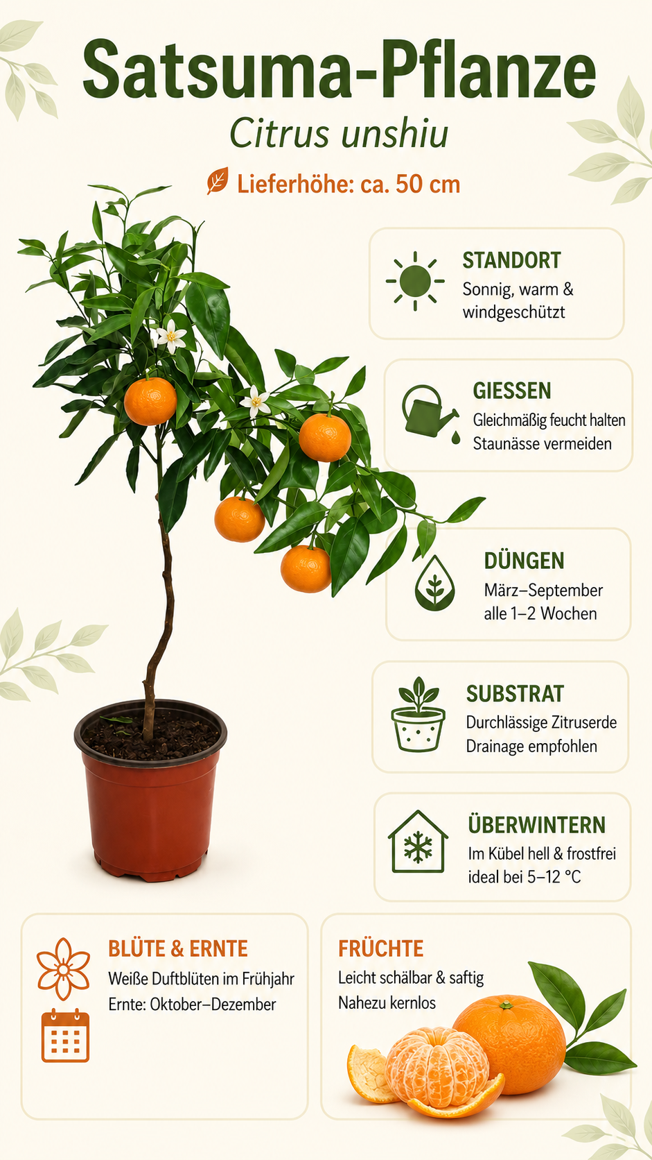 Satsuma-Pflanze als Stämmchen ca. 50 cm – Citrus unshiu, Japanische Mandarine & winterharter Zitrusbaum
