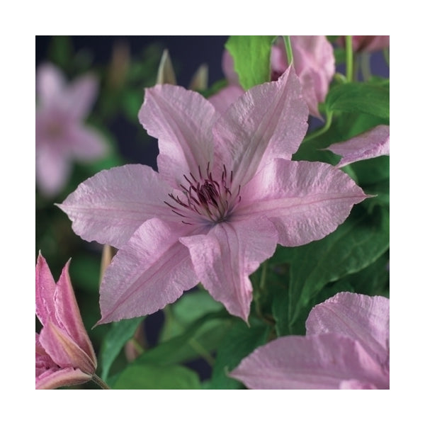 Clematis Hagley Hybrid 30–50 cm – Großblütige Waldrebe, rosa Kletterpflanze für Garten & Balkon