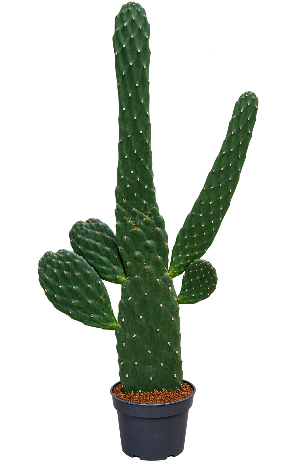 Opuntia Consolea rubescens 40–50 cm – Baumopuntie – exotischer Feigenkaktus & pflegeleichter Kaktus