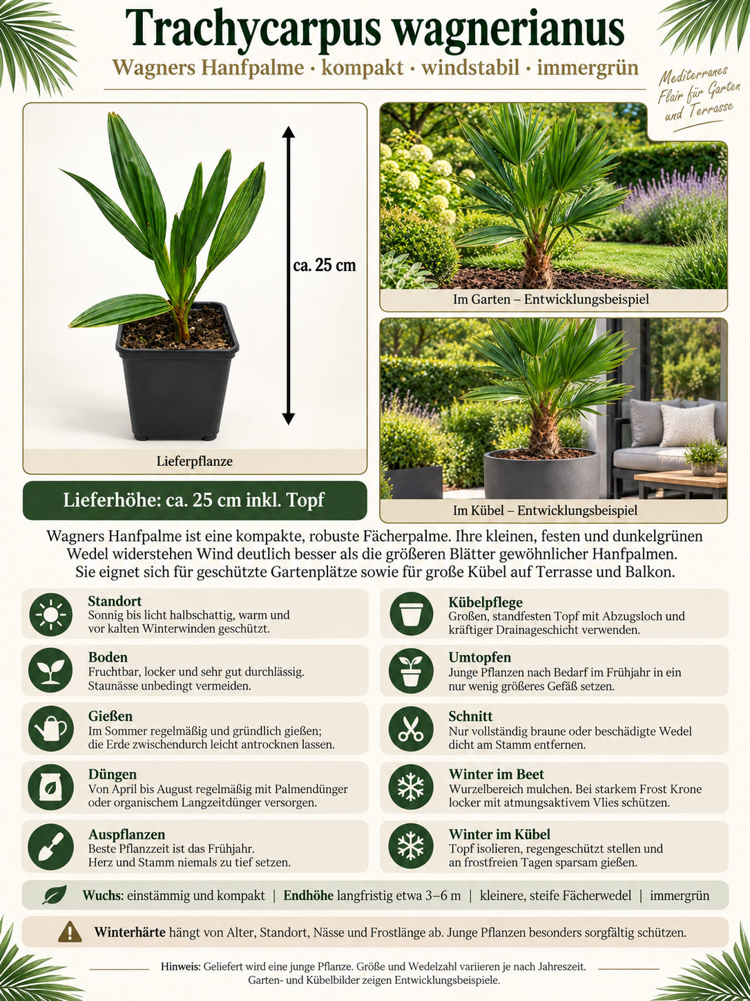 Trachycarpus wagnerianus ca. 25 cm – Wagners Hanfpalme, winterharte Fächerpalme für Garten, Balkon und Kübel