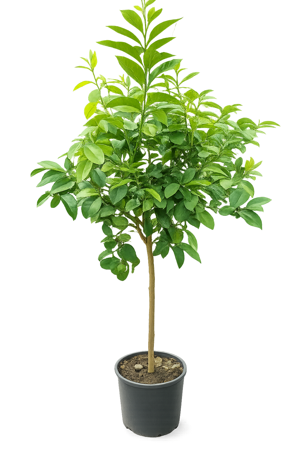 Bergamotte Pflanze 140–160 cm – Citrus bergamia – Bergamottenbaum mit dickem Stamm – Duftzitrus