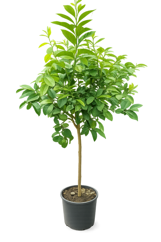 Bergamotte Pflanze 140–160 cm – Citrus bergamia – Bergamottenbaum mit dickem Stamm – Duftzitrus