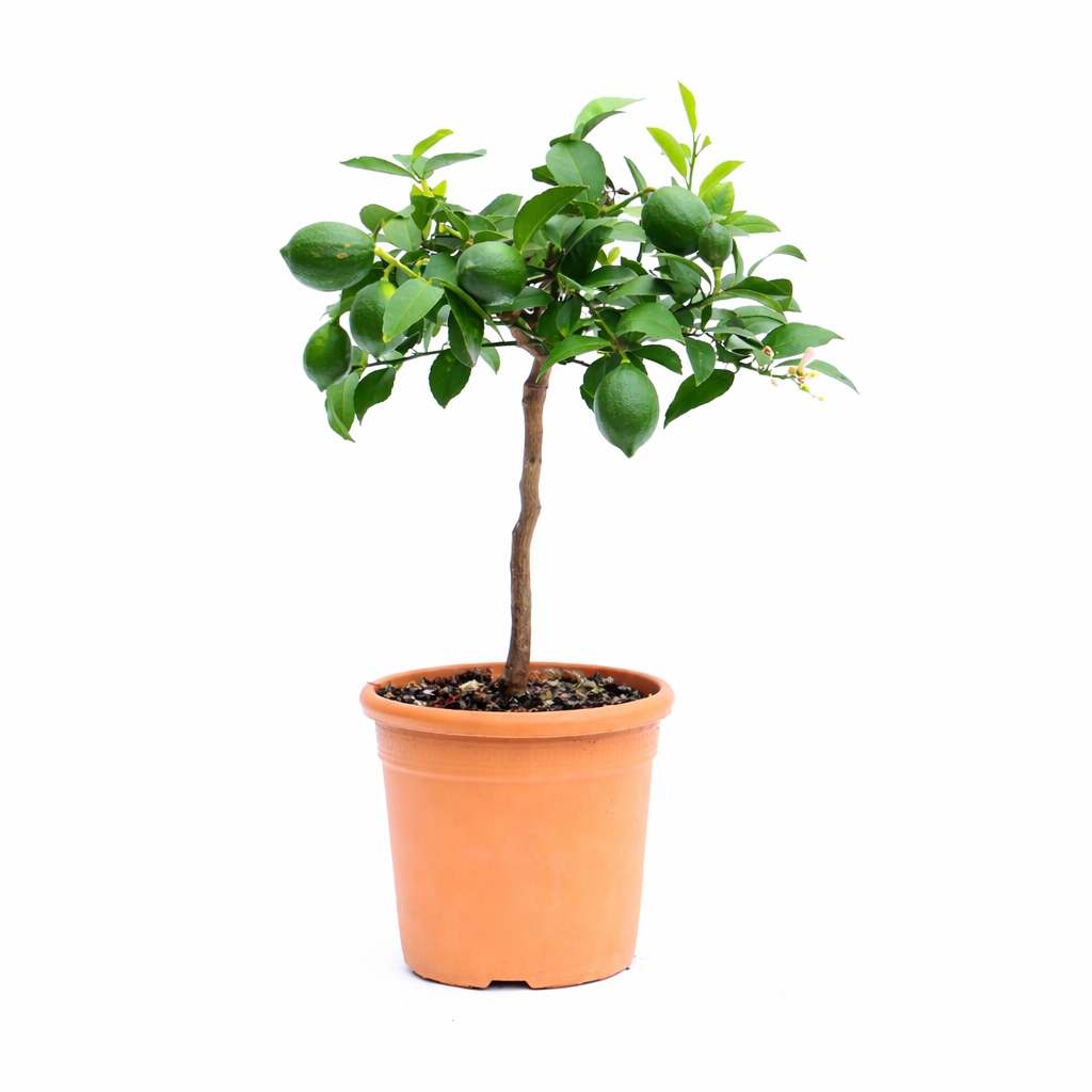 Zitronenbaum Meyer 70–100 cm – Echte Meyer Zitrone Pflanze, Citrus limon Meyer, Zitronenpflanze kaufen