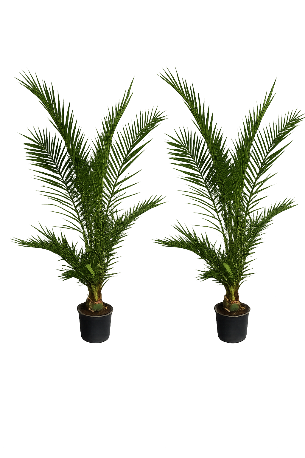 2er Set Kanarische Dattelpalme 190–210 cm (Phoenix canariensis) – XXL Palmen für Terrasse und Garten