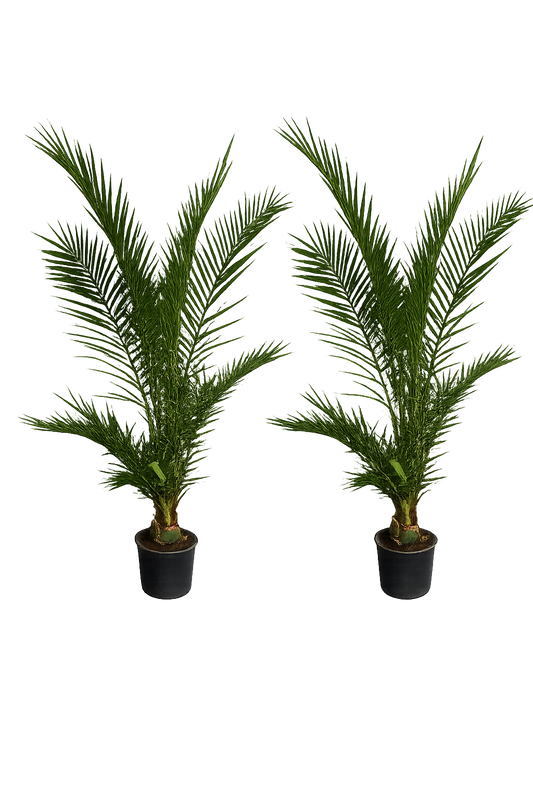 2 kusy 190-210 cm Phoenix canariensis datlovník Kanárský, silné palmy, žádné mladé rostliny DOPRAVA ZDARMA