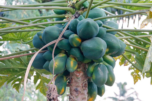 Papaya Pflanze „Bisexual“ – Exotischer Papayabaum 140–180 cm | Carica papaya Zimmerpflanze & Kübelpflanze