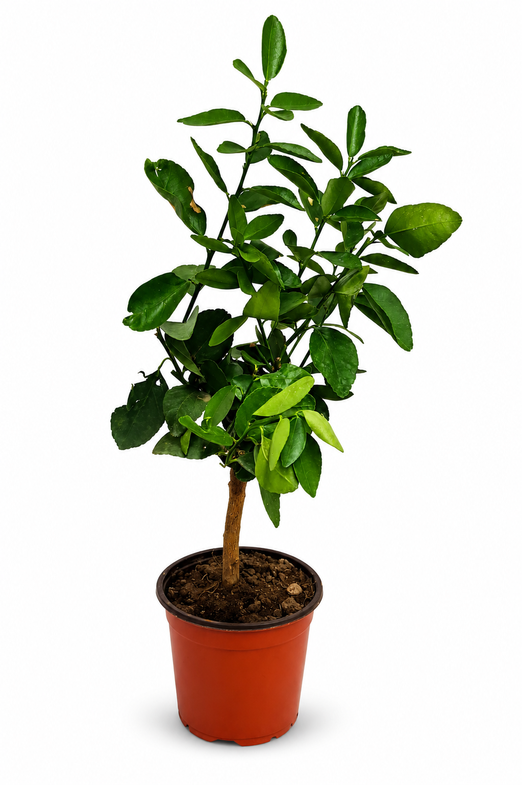 Zitronenbaum Eureka als Stämmchen ca. 50 cm – Citrus limon, mediterrane Zitruspflanze für Balkon und Terrasse