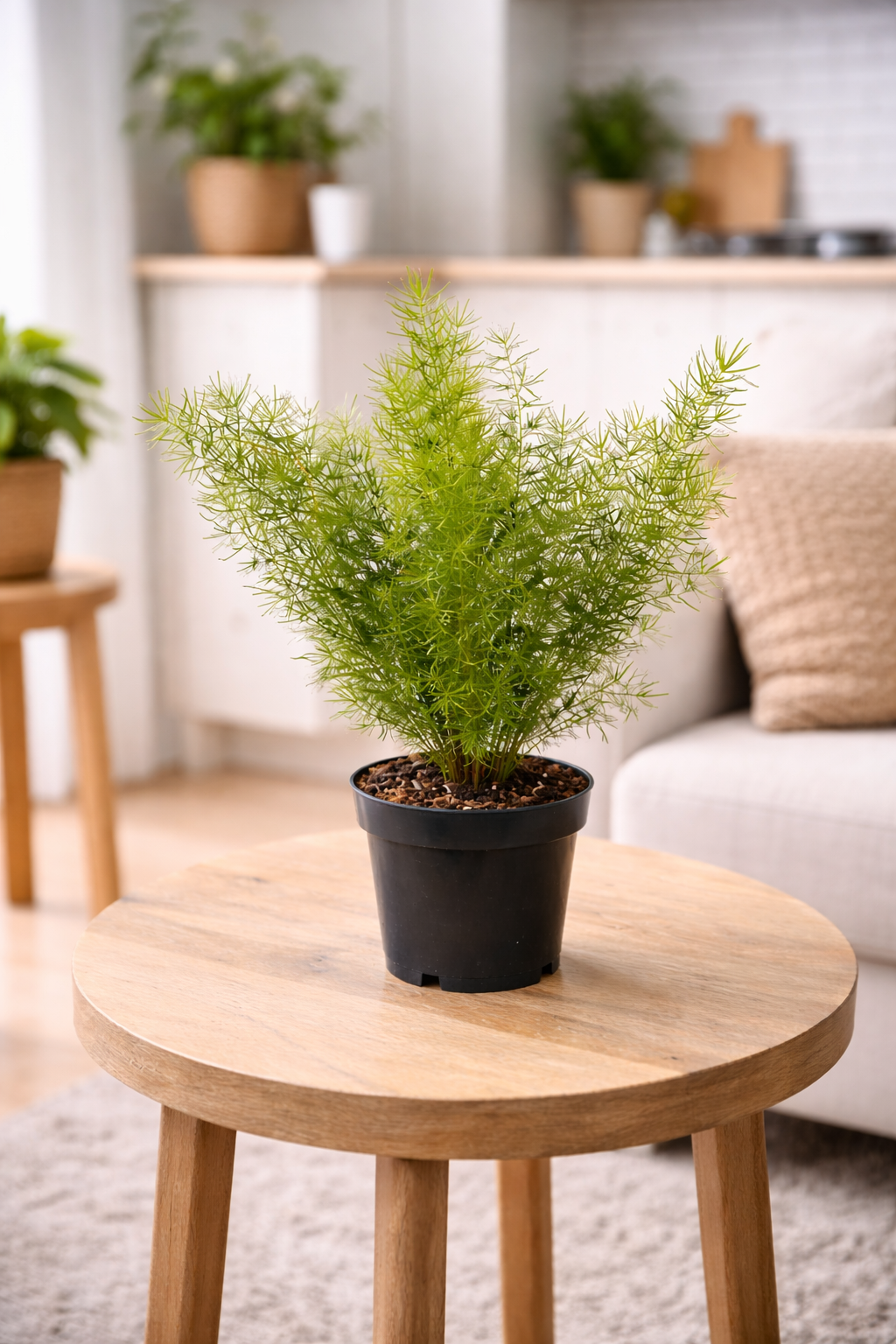 Asparagus densiflorus Sprengeri – Zierspargel Zimmerpflanze 30–40 cm – Topf Ø 12 cm – Pflegeleicht & Luftreinigend