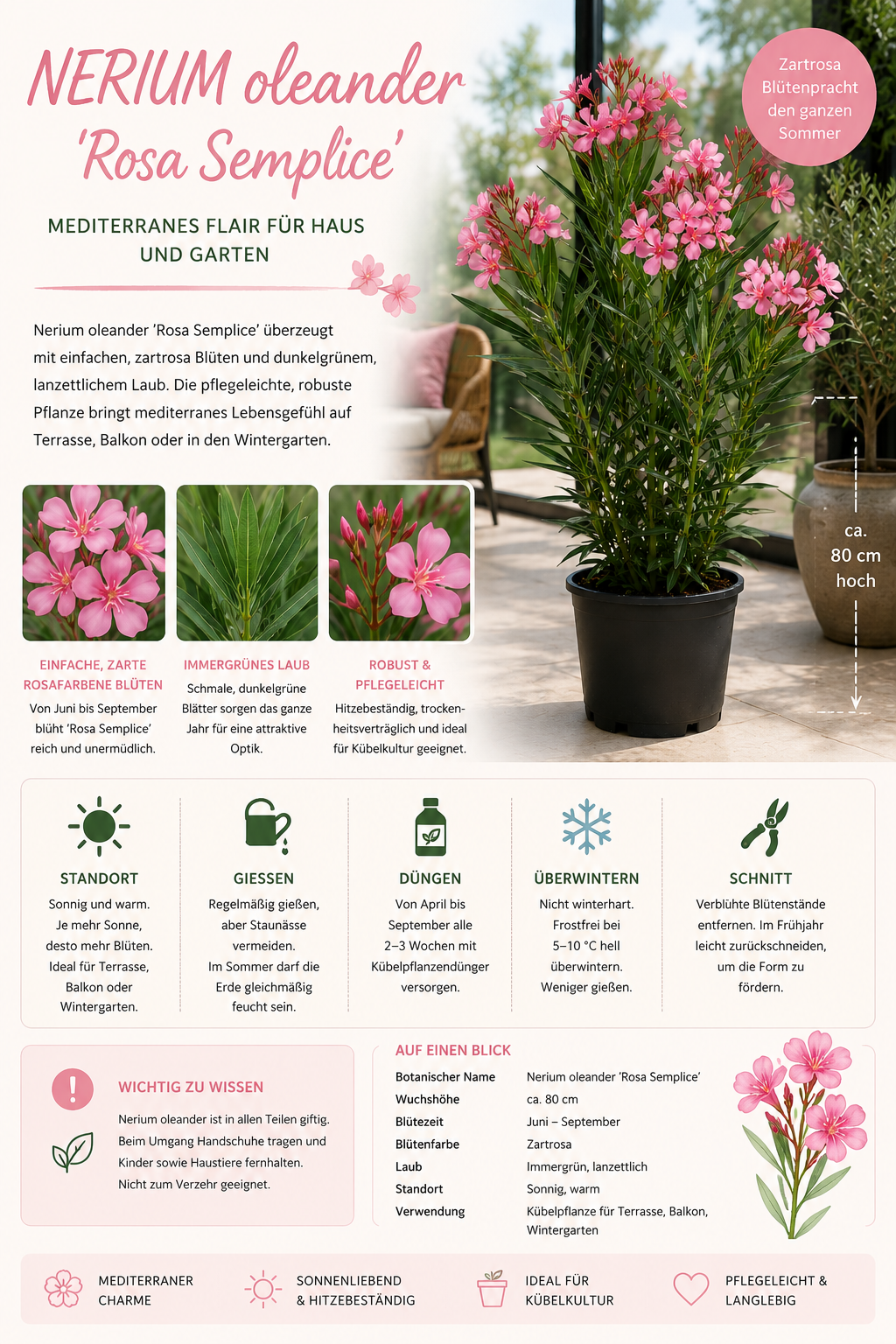 Nerium Oleander Rosa Semplice ca 80 cm Echter Oleander Rosa Mediterrane Kübelpflanze